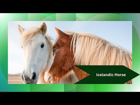 Discover the Icelandic Horse: A Unique Breed with Incredible History | Horse Breeds