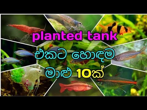 planted tank එකට හොඳම මාලු 10.Top 10   beautiful fish for planted tank.like and subscribe my channel