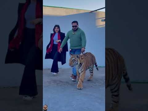 #tiger #funny #love #animals #comedy #youtube #tamed #africanlion #wildlife #miansaqib