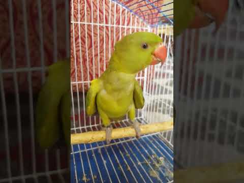 Parrot video 🦜🦜 #birds #parrot#greenparrot