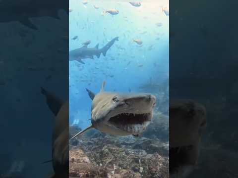 The Most Terrifying Shark Hunting Caught On Camera || #shark #tigershark #hunting #trending #shorts