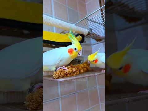 Adorable Cockatiels Poly and Emerald's Treat Time 😋🦜 #cockatielscraze #birdscharm #cutepets