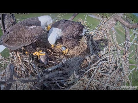 M15 incubates Egg 1 for the First Time - 11.8.24