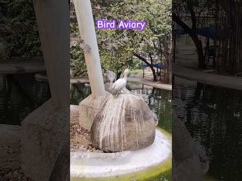 ये कहां से आ गए ? Bird's Aviary - White birds #zoo #kidsactivities #birdcage #birds