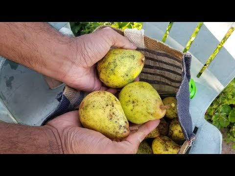 Pear Harvest  - Grow Your Own Fruit and Vegetables - Allotment Gardening -Shokher Bagan