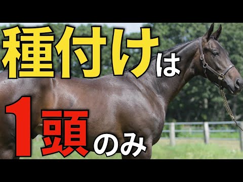 たった1頭の種付けに全てをかける！超マイナー種牡馬たちの熱い挑戦。