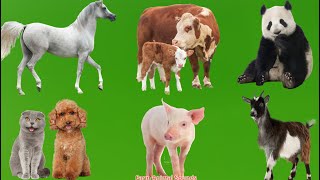 Familiar Animal Sounds:  Sheep, Chicken, Duck, Goat, Cow, Horse, Panda - Animal sounds