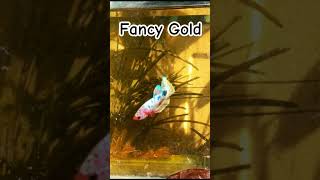 FANCY GOLD #bettafish #bettaindonesia #betta #cupanghias #cupang #cupangindonesia #viralvideo #fyp