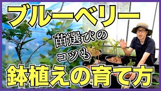 【ブルーベリー】鉢植えで簡単に育てる方法【気候に合わせてタイプを選ぼう】自宅で果樹栽培