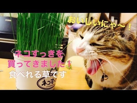 ねこ大好き！食べる草！ネコすっき