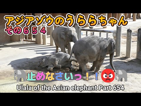 アジアゾウのうららちゃん（６５４）🐘止めなさいっ！！😡🐘（東山動植物園）Ulala of the Asian elephant Part 654