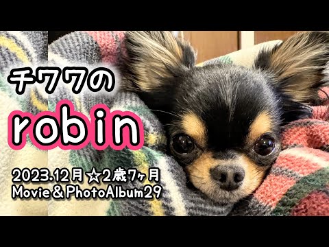 【アルバム】愛犬チワワ2歳7ヶ月☆2023年12月と年始のまとめ☆Movie＆PhotoAlbum29