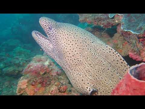 08182020 巧遇大海鰻是必然 - Wendy