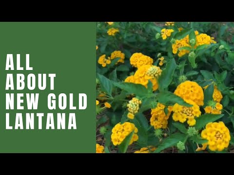 Unveiling the New Gold Lantana - A Thrilling Easy-Flowering Perennial!