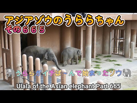 アジアゾウのうららちゃん（６６５）🐘うららがイチば～んで始まったゾウ🐘（東山動植物園）Ulala of the Asian elephant Part 665