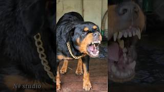 angry dog barking and growling sounds #rottweiler #angrypuppy #funnyanimal #angrydog #puppylife