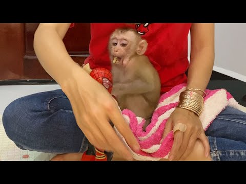 Small Cute Baby Boy Sit Eats Fruits With Mom Look So Cute