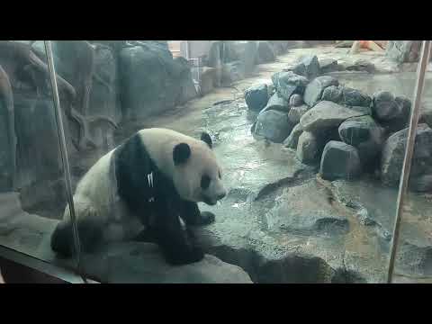 武汉动物园大熊猫馆 Wuhan Zoo Giant Panda