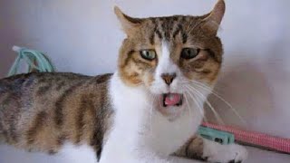 The most DRAMATIC CATS in the world 😂 Funny Cat Videos 2024😹