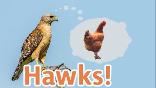 Hawks!  Permaculture solutions in the chicken yard