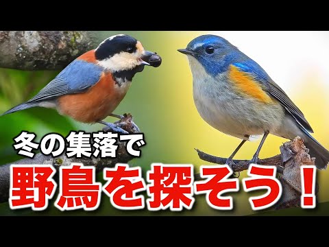 これは可愛らしい！野鳥の冬の暮らしを観察してみよう！