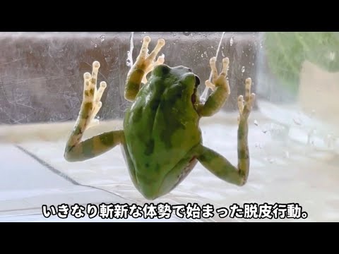 【癖強脱皮】KTDアマガエル〜Tree frog molting.〜