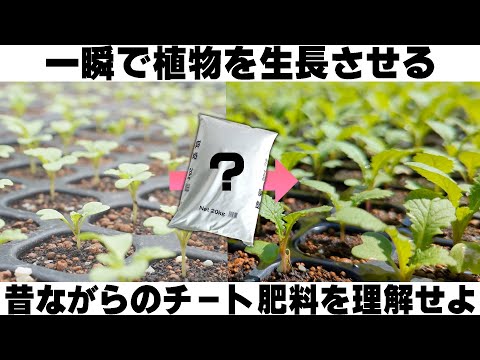 【チート追肥アイテム】尿素と硫安の違いを理解して使いこなそう