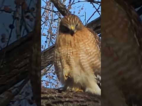 Hawk on Branch #birds #wildlife #hawk #shorts