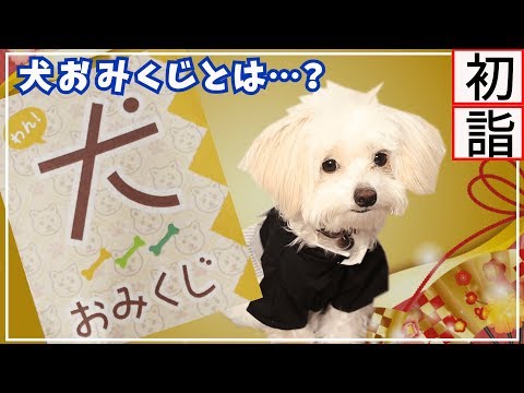 【犬おみくじ】初詣で犬用おみくじを引いた結果が面白かった【＃042】New Year worship with the puppy