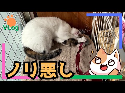 「Cats Vlog」ノリの悪い猫さんたち😥 #Vlog #猫動画 #可愛い猫 #保護猫