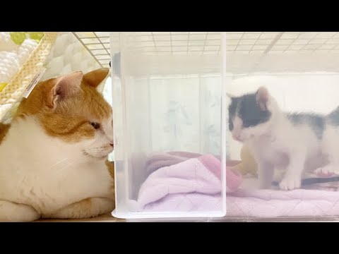 赤ちゃん猫を観察する先住猫