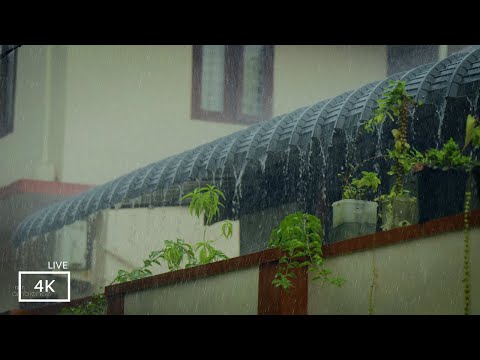 Dream with Heavy Rain & Thunder Sounds for Sleeping | ASMR Rain Sounds for Sleep and Meditation