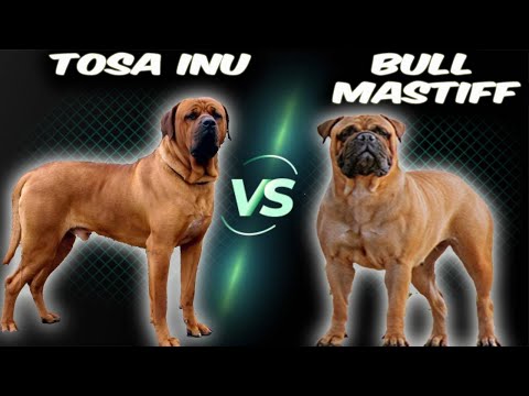 Tosa Inu VS Bull Mastiif-Comparison