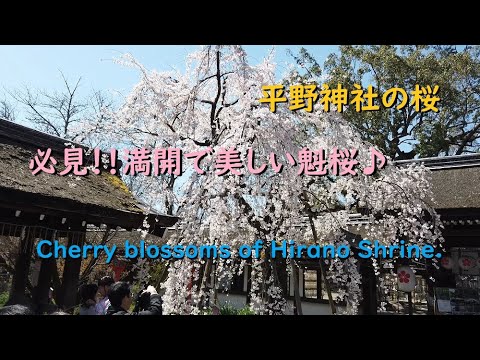 平野神社の桜2020、満開で美しい魁桜【Cherry blossoms of Hirano Shrine of Kyoto.】