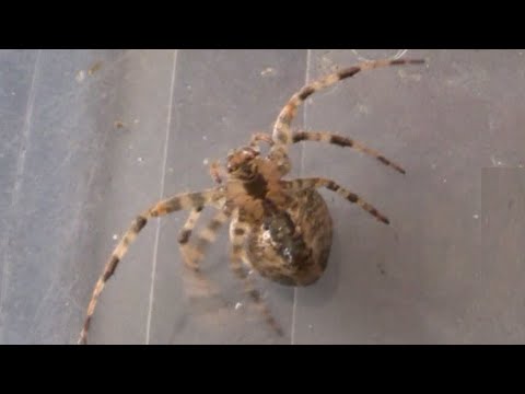 My recipe to get rid of large garden spiders