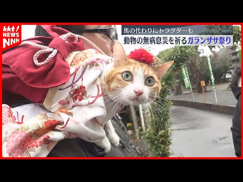 はかま姿のネコや馬の代わりのトラクターも ペットなど動物の無病息災を祈る"ガランザサ祭り"