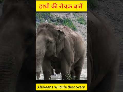 #wildlifesafaris : #animals : #junglesafari :#elephant #youtubeshorts #facts #ytshort