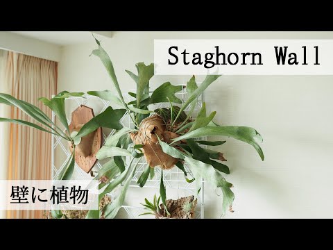 賃貸でも壁に植物を掛けたい！【壁面緑化計画＃1】