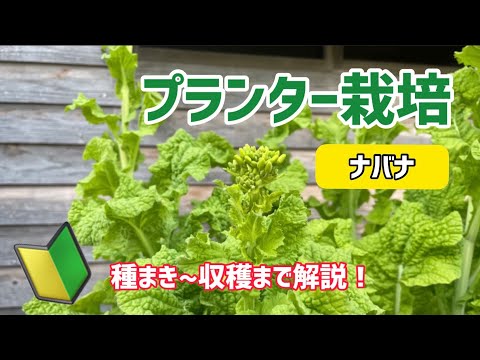 【野菜】ナバナのプランター栽培