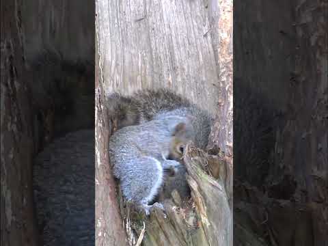 3 BABY SQUIRRELS  💗   #shorts  #shortsvideo