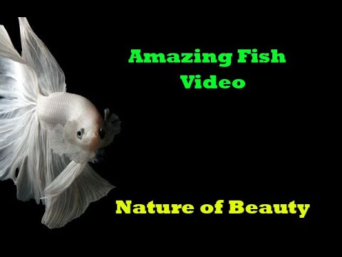 Amazing Fish Video - Beautiful Fish In The Sea - Nature of Beauty