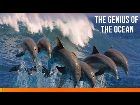 The Genius of the Ocean_ Dolphins  #facts #youtube #didyouknow #animalintelligence #nature #learning