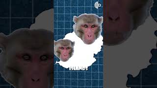 Is the 100 Monkey Effect Science or Myth?