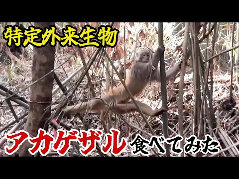 特定外来生物「アカゲザル」食べてみた