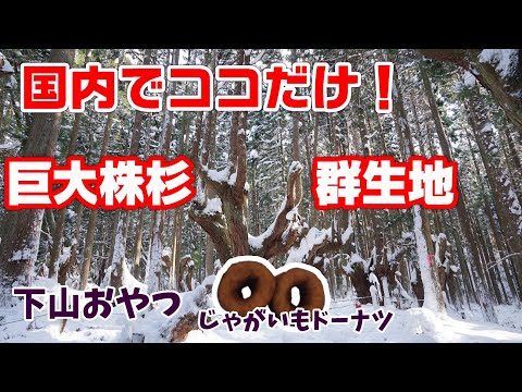 【株杉】雪山断念・・・でも国内でココだけの巨大株杉の群生地を見てきました！