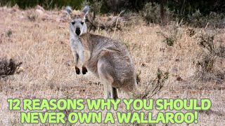 12 Reasons Why You Should Never Own a Wallaroo!🦘