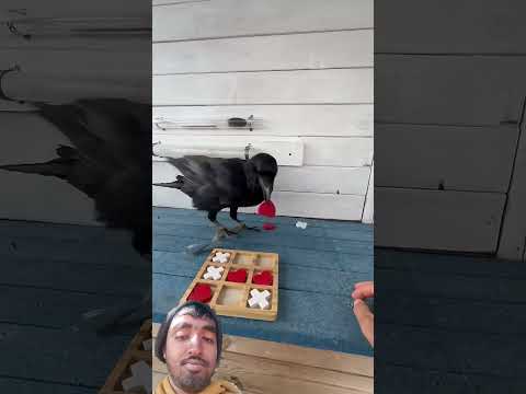 Tic tac toe crow vs man ...win for crow...