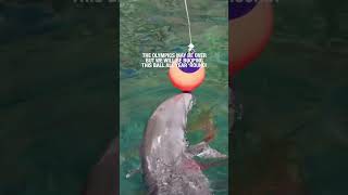 Olympic Dolphin Ball Booping  #olympics #cuteanimals #dolphin