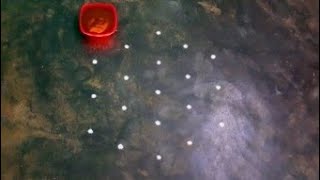 maasimadhamkolam/mahashivarathrispecial kolam/starflowervilakupadi kolam/Fridaykolam/srinithi kolam