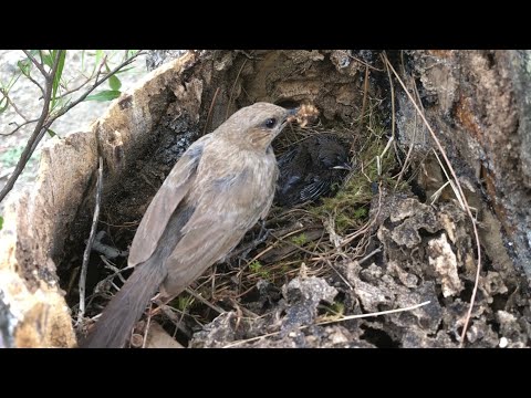 Indian Robbin feeding video | bird nest and feed | bird